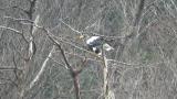 Steller's Sea Eagle, defecation and short flight