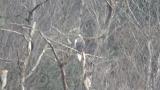 Steller's Sea Eagle stretched the wings