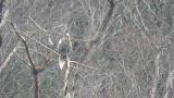 Steller's Sea Eagle, some preening