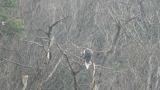 Steller's Sea Eagle, preening