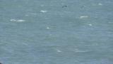 Slaty-backed Gull (likely) in flight