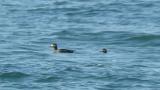 Stejneger's Scoters