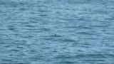 Stejneger's Scoters