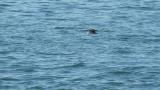 Stejneger's Scoter, diving