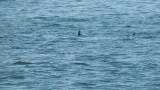 Stejneger's Scoter, diving