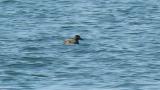 Stejneger's Scoter, diving