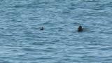 Stejneger's Scoters, preening