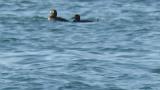 Stejneger's Scoters, preening