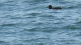 Stejneger's Scoters, preening