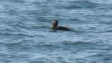 Stejneger's Scoters, preening