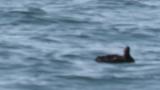 Stejneger's Scoter, preening