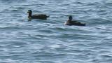 Stejneger's Scoters, bathing and preening