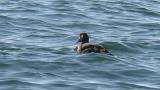 Stejneger's Scoter, bathing and wing flapping