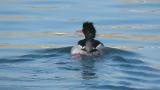 Red-breasted Merganser