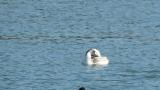 Great Crested Grebe, preening