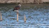 Western Osprey perched on a pole