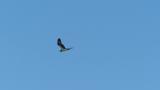 Western Osprey in flight