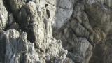 Pelagic Cormorant, preening
