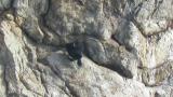 Pelagic Cormorant, preening