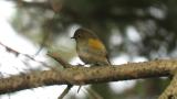 Red-flanked Bluetail