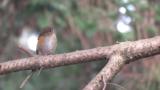 Red-flanked Bluetail