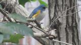 Adult male Red-flanked Bluetail