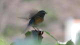 Adult male Red-flanked Bluetail