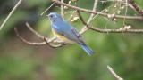 Adult male Red-flanked Bluetail, foraging