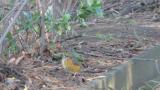 Foraging Grey-backed Thrush