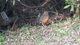 Foraging Grey-backed Thrush