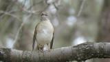 Perched Pale Thrush