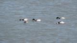 Foraging Common Shelducks