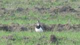 Foraging Northern Lapwing