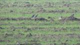 Foraging Northern Lapwings