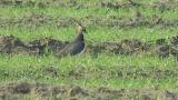 Foraging Northern Lapwing