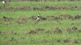 Foraging Northern Lapwing