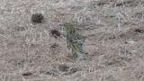 White's Thrush on the ground