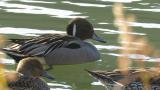 Northern Pintail, eyelid movement