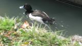 Swimming Tufted Duck