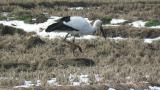 Foraging Oriental Stork