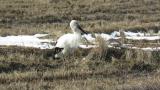 Foraging Oriental Stork