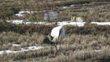 Foraging Oriental Stork