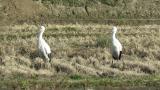 Standing Oriental Storks