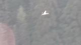 Flying Oriental Stork