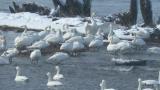 Resting Tundra Swans