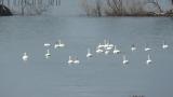 Tundra Swans leaving for foraging