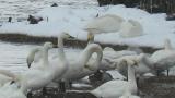 Resting Tundra Swans