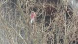 Foraging Long-tailed Rosefinch