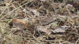 Foraging Rustic Bunting