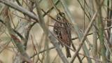 Rustic Bunting
